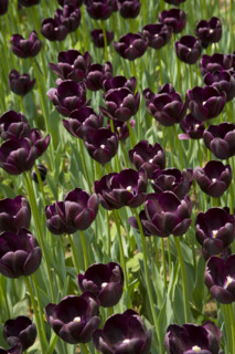 Beijing Botanical Garden