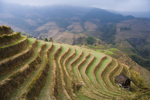 Longji Terraces,Guangxi