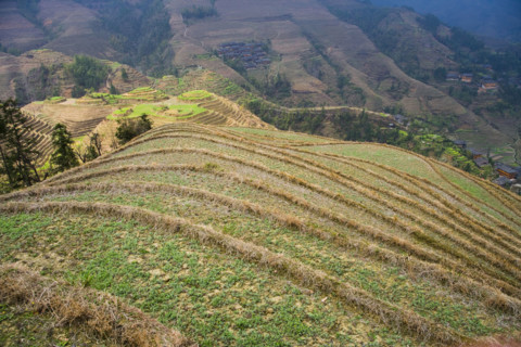 Longji Terraces,Guangxi