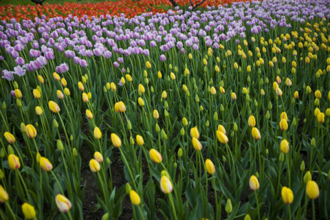 Beijing Botanical Garden