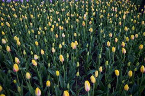 Beijing Botanical Garden