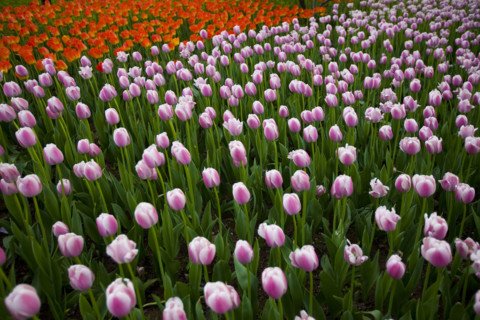 Beijing Botanical Garden