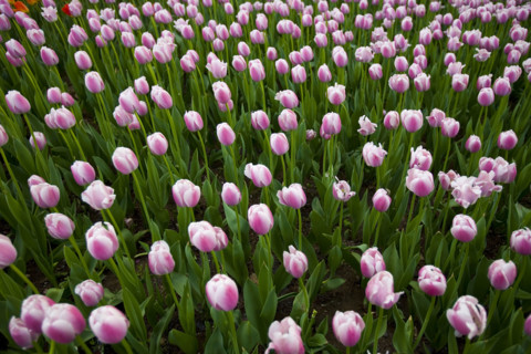 Beijing Botanical Garden