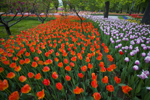 Beijing Botanical Garden