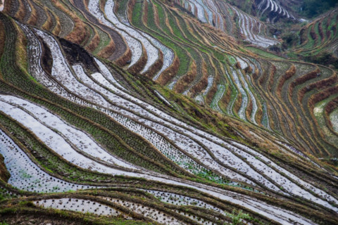 Longji Terraces,Guangxi