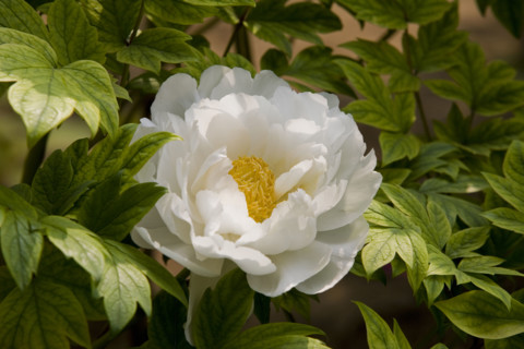 Beijing Botanical Garden