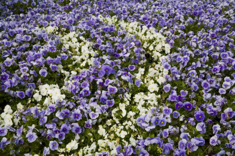 Beijing Botanical Garden