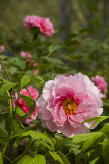 Beijing Botanical Garden