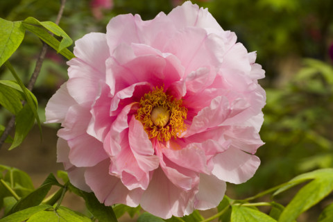 Beijing Botanical Garden