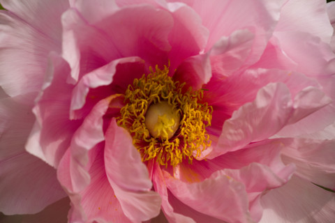 Beijing Botanical Garden