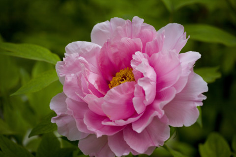 Beijing Botanical Garden
