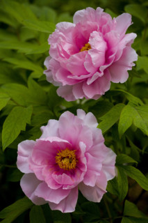 Beijing Botanical Garden