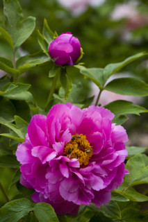 Beijing Botanical Garden