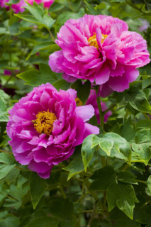 Beijing Botanical Garden