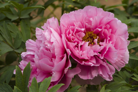 Beijing Botanical Garden