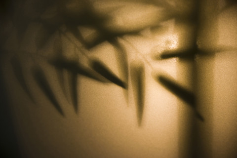 Bamboo