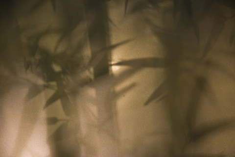 Bamboo