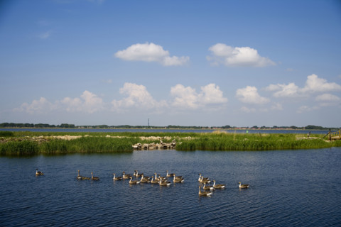 Heilongjiang,zhalong Natural Reserve,