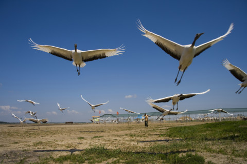 Heilongjiang,zhalong Natural Reserve,