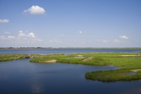 Heilongjiang,zhalong Natural Reserve,