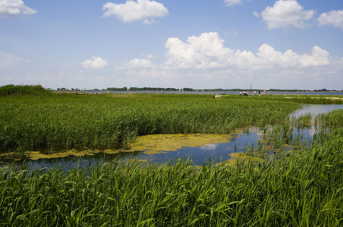 Heilongjiang,zhalong Natural Reserve,