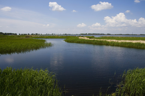 Heilongjiang,zhalong Natural Reserve,