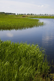 Heilongjiang,zhalong Natural Reserve,