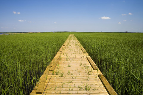 Heilongjiang,zhalong Natural Reserve,