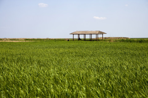 Heilongjiang,zhalong Natural Reserve,