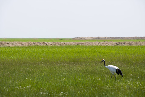 Heilongjiang,zhalong Natural Reserve,
