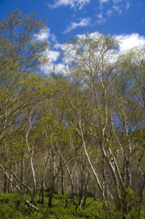 Jilin,Changbai Mountain,
