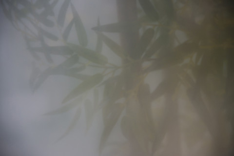 Bamboo