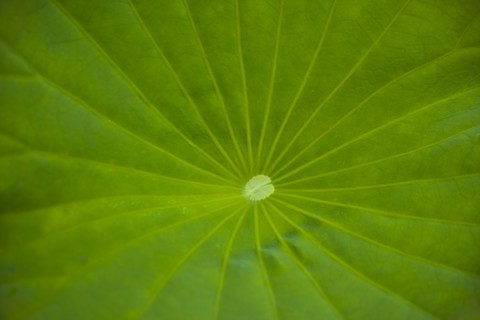 Lotus leaf