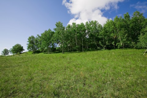 Bashang grassland in Inner Mongolia