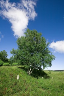Bashang grassland in Inner Mongolia