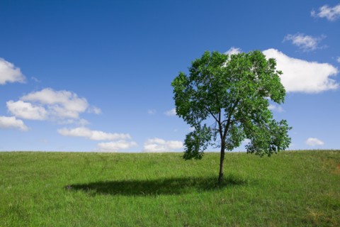 Bashang grassland in Inner Mongolia