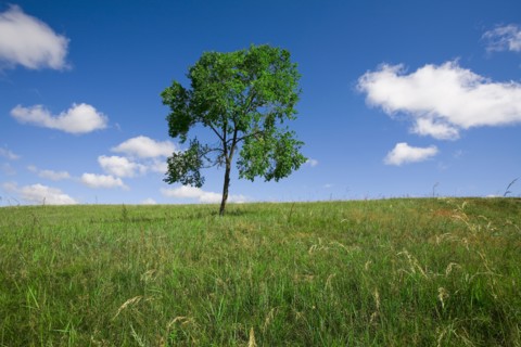 Bashang grassland in Inner Mongolia