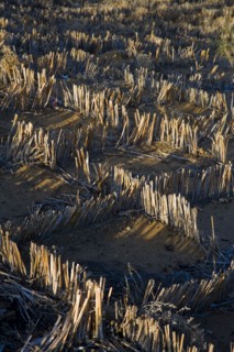 Xinjiang Province, Aletai,