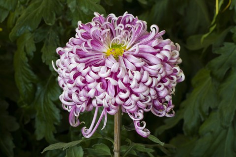 Chrysanthemum
