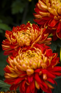 Chrysanthemum