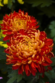 Chrysanthemum