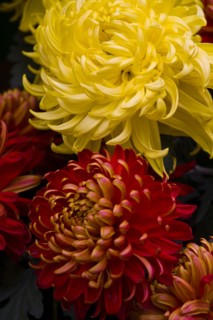 Chrysanthemum