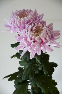 Chrysanthemum