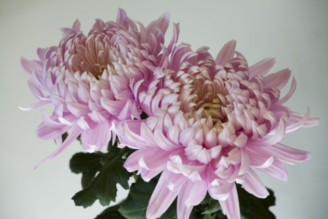 Chrysanthemum