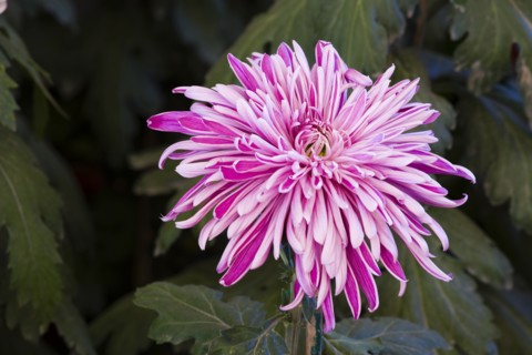 Chrysanthemum
