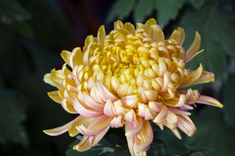 Chrysanthemum