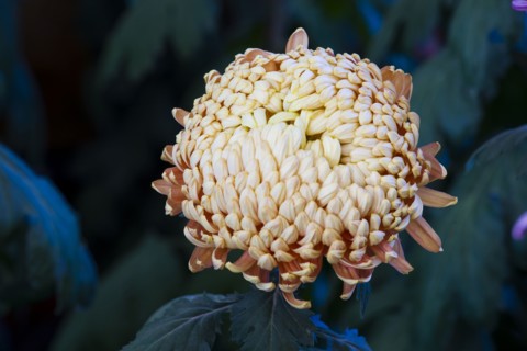 Chrysanthemum