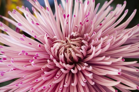 Chrysanthemum