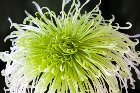 Chrysanthemum