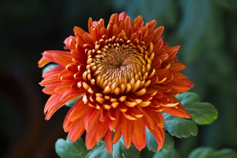 Chrysanthemum